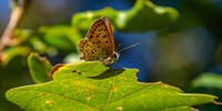 Sooty copper