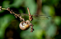 Southern darter