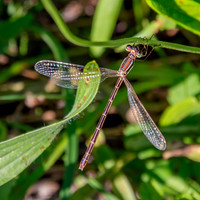 Southern emerald