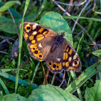 Speckled wood