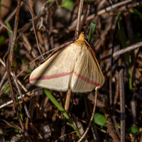Vestal moth