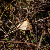 Vestal moth