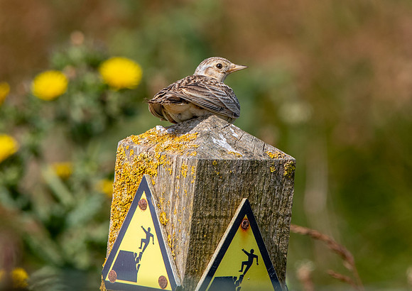 Skylark