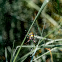 Wasp spider