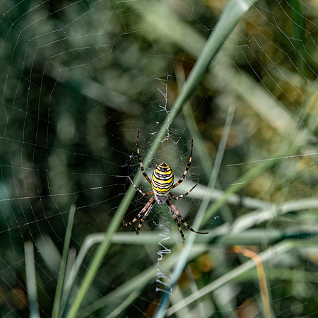 Wasp spider