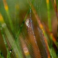 Wasp spider