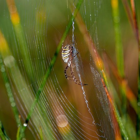 Wasp spider