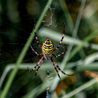 Wasp spider