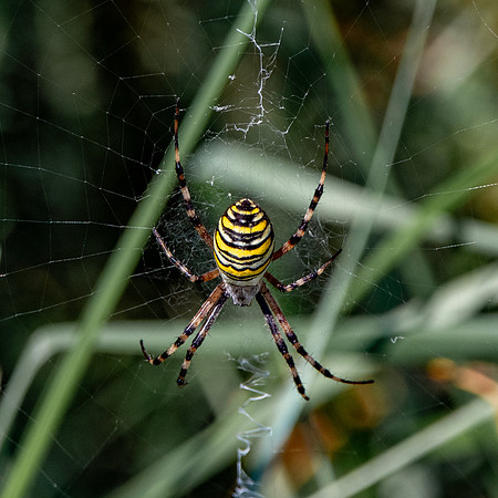 Wasp spider