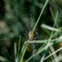 Wasp spider