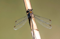 Western willow spreadwing