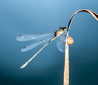 Western willow spreadwing