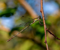 Willow emerald damselfly / Western willow spreadwing
