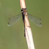 Western willow spreadwing
