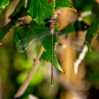 Western willow spreadwing