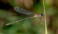 Western willow spreadwing