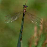 Western willow spreadwing