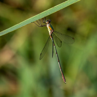 Western willow spreadwing