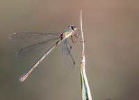 Western willow spreadwing