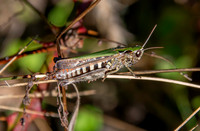 Woodland grasshopper