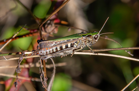 Woodland grasshopper