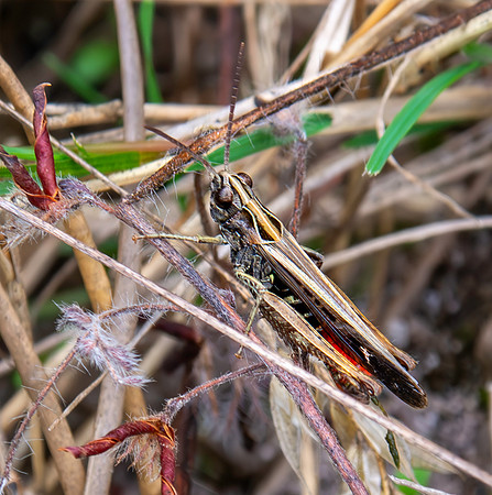 Woodland grasshopper