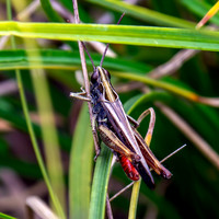 Woodland grasshopper