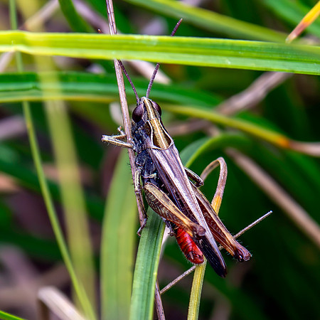 Woodland grasshopper
