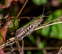 Woodland grasshopper