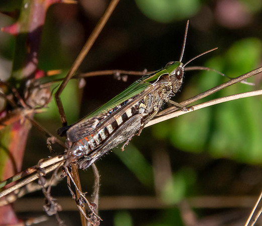 Woodland grasshopper