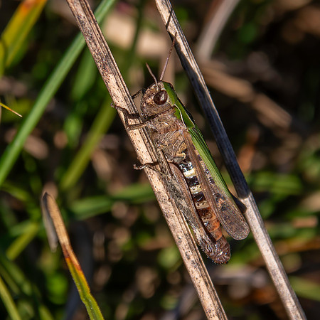 Woodland grasshopper