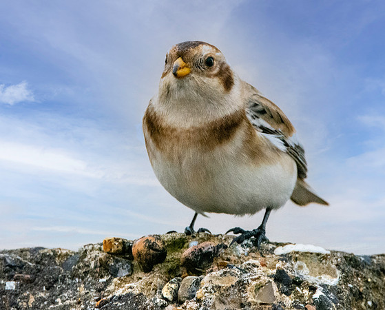 Snow bunting