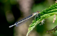 Common blue damselfly, immature