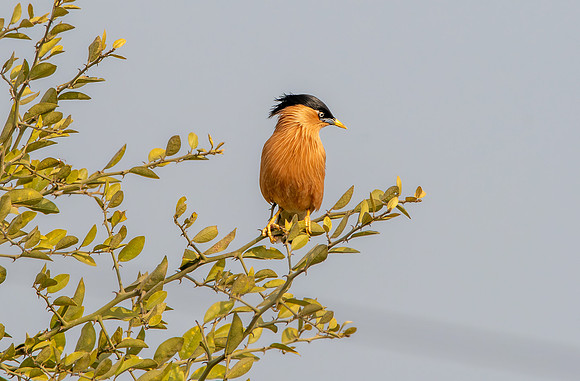 Brahminy / Pagoda /starling / myna