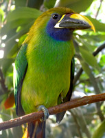 Emerald toucanet