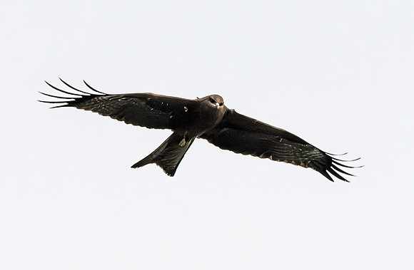 Black kite (Eastern – black eared)