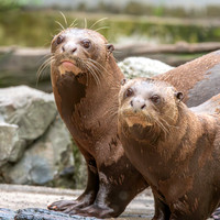 Giant river otter