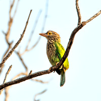 Lineated barbet