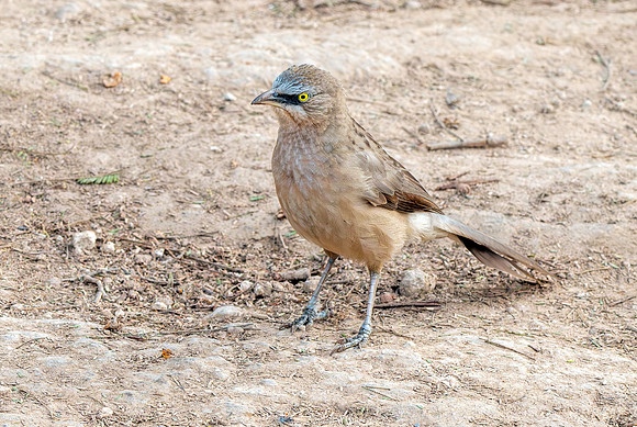 Large grey babbler
