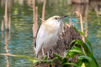 Madagascar pond heron