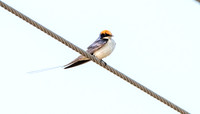Wire tailed swallow