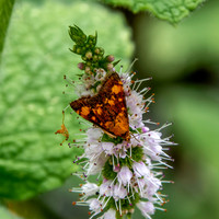Mint moth