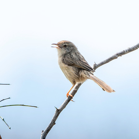 Delicate prinia