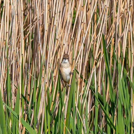 Great reed warbler