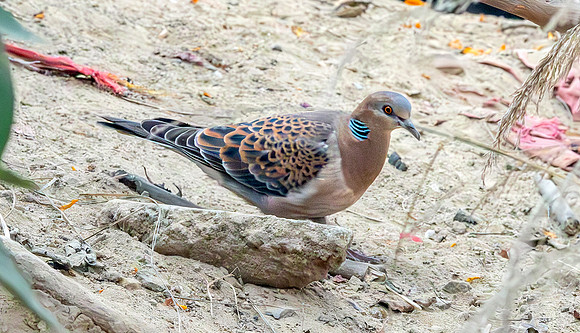 Oriental turtle dove