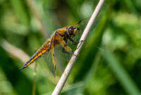 Four spotted chaser