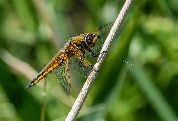Four spotted chaser