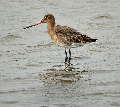 Black tailed godwit