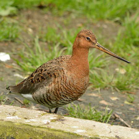 Black tailed godwit