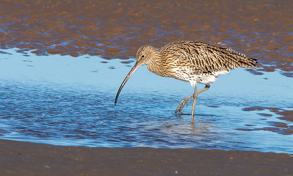 Curlew